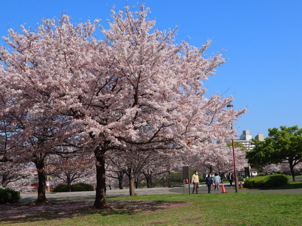 大学の最寄り駅(都営新宿線東大島駅)から大学へ向かう中位置する大島小松川公園では桜が満開